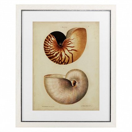 Настенный декор EICHHOLTZ Prints Antique Nautilus set of 2 арт  110133: фото 2